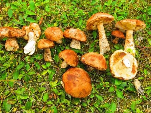 Названы удивительные свойства лесных грибов